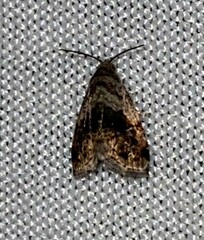 Tripudia rectangula