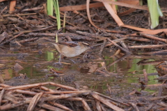 Phleocryptes melanops