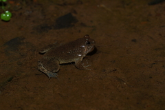 Occidozyga lima