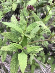 Aristeguietia salvia