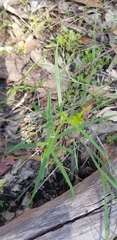 Senecio phelleus
