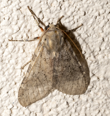 Pseudohemihyalea labecula