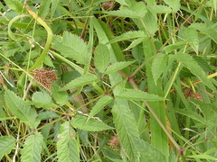 Rubus flagellaris