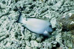 Ctenochaetus striatus