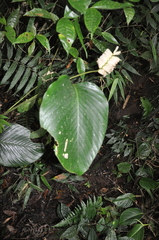 Calathea
