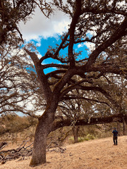 Quercus × jolonensis