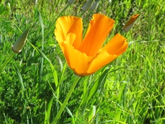 Eschscholzia californica