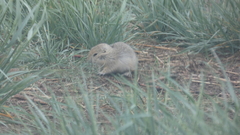 Urocitellus richardsonii