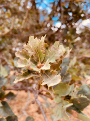 Quercus × jolonensis