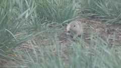 Urocitellus richardsonii