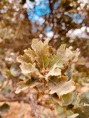 Quercus × jolonensis