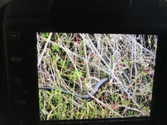 Lissolepis coventryi