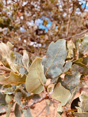 Quercus × jolonensis