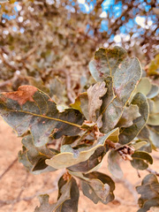 Quercus × jolonensis