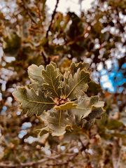 Quercus × jolonensis