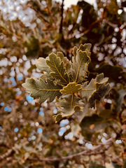 Quercus × jolonensis