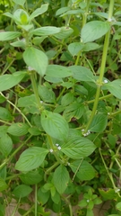 Spermacoce latifolia