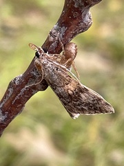 Hypena scabra