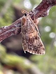 Hypena scabra