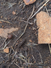 Sceloporus occidentalis