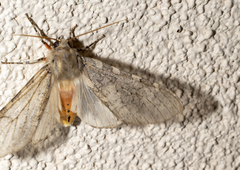 Pseudohemihyalea labecula