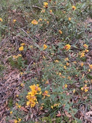Pultenaea