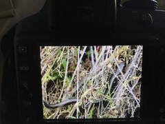 Lissolepis coventryi