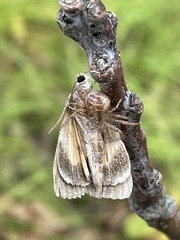 Hypena scabra