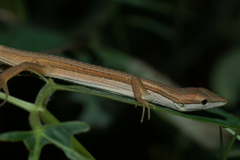Takydromus sexlineatus
