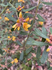 Pultenaea