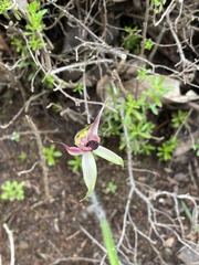 Caladenia macrostylis