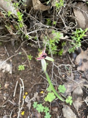 Caladenia macrostylis