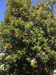 Stenocarpus sinuatus