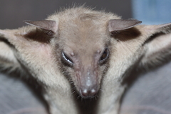 Rousettus amplexicaudatus