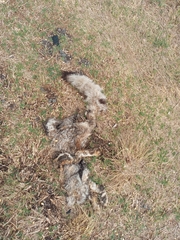 Lycalopex gymnocercus