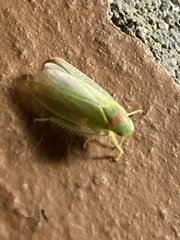Gyponana