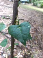 Echinostephia aculeata