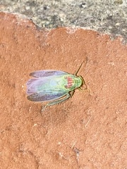 Gyponana