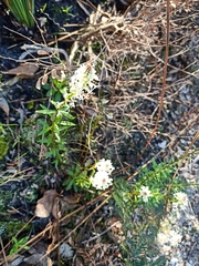 Stackhousia monogyna