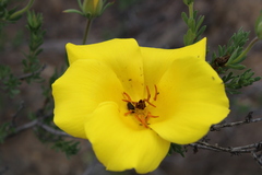 Balbisia peduncularis