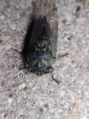 Neotibicen