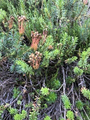 Phyllodoce empetriformis