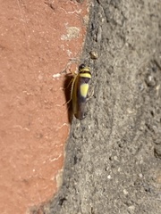 Colladonus clitellarius