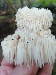 Hericium erinaceus