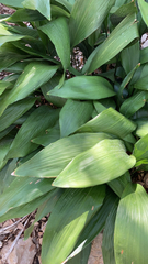 Aspidistra elatior