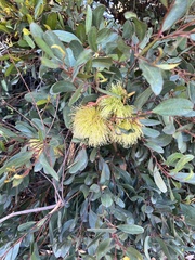 Eucalyptus conferruminata
