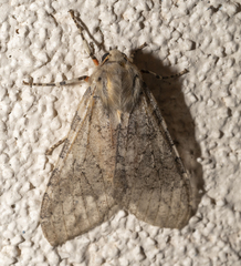 Pseudohemihyalea labecula