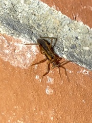 Oncerotrachelus