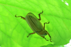 Pelidnota virescens