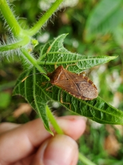 Anasa repetita